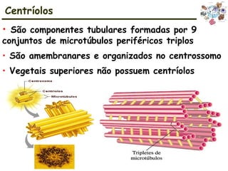 • São componentes tubulares formadas por 9
conjuntos de microtúbulos periféricos triplos
• São amembranares e organizados no centrossomo
• Vegetais superiores não possuem centríolos
Centríolos
 
