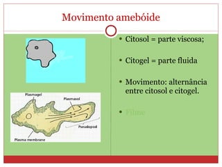 Movimento amebóide Citosol = parte viscosa; Citogel = parte fluida Movimento: alternância entre citosol e citogel. Filme 