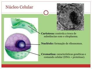 Núcleo Celular Carioteca:  controla a troca de substâncias com o citoplasma. Nucléolo:  formação de ribossomos. Cromatina:  características genéticas e comando celular (DNA + proteínas). 