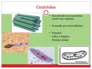 Centríolos Encontrado nos eucariotos, exceto nos vegetais; Formado por microtúbulos; Funções: Cílios e flagelos Divisão celular Paramecium 
