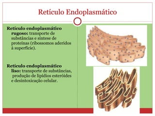 Retículo Endoplasmático Retículo endoplasmático rugoso:  transporte de substâncias e síntese de proteínas (ribossomos aderidos à superfície).  Retículo endoplasmático liso:  transporte de substâncias,  produção de lipídios esteróides e desintoxicação celular. 