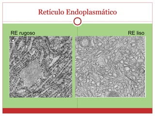 Retículo Endoplasmático RE rugoso RE liso 