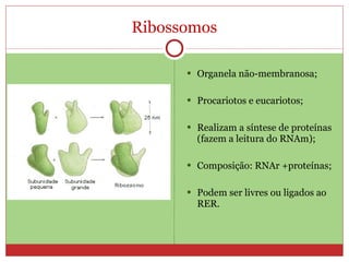 Ribossomos Organela não-membranosa; Procariotos e eucariotos; Realizam a síntese de proteínas (fazem a leitura do RNAm); Composição: RNAr +proteínas; Podem ser livres ou ligados ao RER. 
