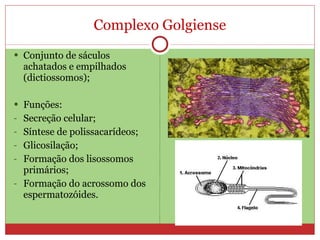 Complexo Golgiense Conjunto de sáculos achatados e empilhados (dictiossomos); Funções: Secreção celular; Síntese de polissacarídeos; Glicosilação; Formação dos lisossomos primários; Formação do acrossomo dos espermatozóides. 