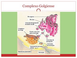 Complexo Golgiense 