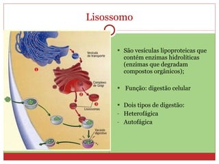 Lisossomo São vesículas lipoproteicas que contém enzimas hidrolíticas (enzimas que degradam compostos orgânicos); Função: digestão celular Dois tipos de digestão: Heterofágica Autofágica 