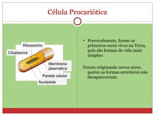Célula Procariótica Provavelmente, foram os primeiros seres vivos na Terra, pois são formas de vida mais simples: Foram originando novos seres, porém as formas anteriores não desapareceram.  Nucleóide Parede celular Membrana plasmática Ribossomo Citoplasma 