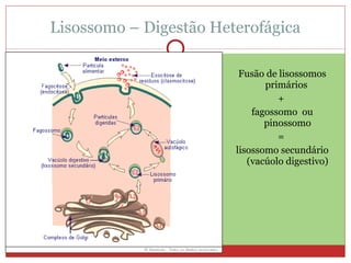 Lisossomo – Digestão Heterofágica Fusão de lisossomos primários  +  fagossomo  ou pinossomo =  lisossomo secundário (vacúolo digestivo) 
