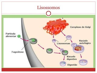 Lisossomos 