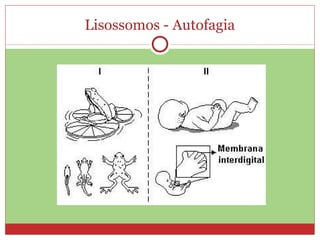 Lisossomos - Autofagia 