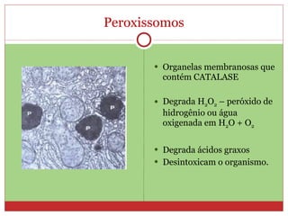 Peroxissomos Organelas membranosas que contém CATALASE  Degrada H 2 O 2  – peróxido de hidrogênio ou água oxigenada em H 2 O + O 2 Degrada ácidos graxos Desintoxicam o organismo. 