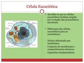 Célula Eucariótica Acredita-se que as células eucarióticas tenham surgido por evolução das procarióticas ancestrais. Diferenças das células eucarióticas para as eucarióticas: Núcleo delimitado por membrana; Conjunto de membranas e compartimentos internos; Organelas citoplasmáticas 