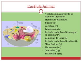 Eucélula Animal A célula anima apresenta as seguintes organelas: Membrana plasmática Núcleo (2) Carioteca (3) Peroxissomo (4) Retículo endoplasmático rugoso ou granular (5) Complexo de Golgi (6) Retículo endoplasmático liso (8) Mitocôndrias (9) Lisossomos (10) Centríolos (13) Hialoplasma (11) 