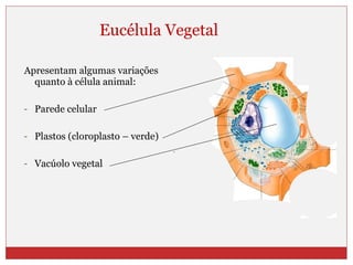 Apresentam algumas variações quanto à célula animal: Parede celular Plastos (cloroplasto – verde) Vacúolo vegetal Eucélula Vegetal 