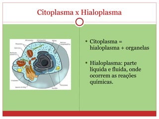 Citoplasma x Hialoplasma Citoplasma = hialoplasma + organelas Hialoplasma: parte líquida e fluida, onde ocorrem as reações químicas. 