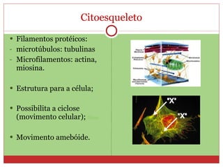 Citoesqueleto Filamentos protéicos:  microtúbulos: tubulinas Microfilamentos: actina, miosina. Estrutura para a célula; Possibilita a ciclose (movimento celular);  filme Movimento amebóide. 