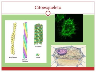 Citoesqueleto 