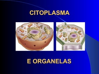 CITOPLASMA E ORGANELAS 