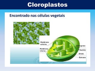 Cloroplastos
Encontrado nas células vegetais

 