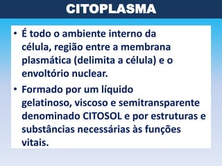 CITOPLASMA
• É todo o ambiente interno da
célula, região entre a membrana
plasmática (delimita a célula) e o
envoltório nuclear.
• Formado por um líquido
gelatinoso, viscoso e semitransparente
denominado CITOSOL e por estruturas e
substâncias necessárias às funções
vitais.

 