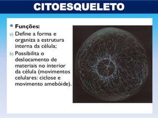CITOESQUELETO

 