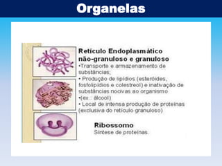 Organelas

 