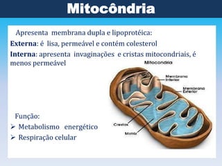 Mitocôndria
Apresenta membrana dupla e lipoprotéica:
Externa: é lisa, permeável e contém colesterol
Interna: apresenta invaginações e cristas mitocondriais, é
menos permeável

Função:
 Metabolismo energético
 Respiração celular

 