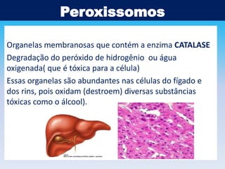Peroxissomos
Organelas membranosas que contém a enzima CATALASE
Degradação do peróxido de hidrogênio ou água
oxigenada( que é tóxica para a célula)
Essas organelas são abundantes nas células do fígado e
dos rins, pois oxidam (destroem) diversas substâncias
tóxicas como o álcool).

 
