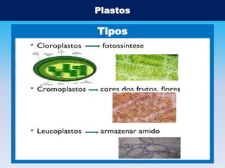 Plastos

Tipos

 