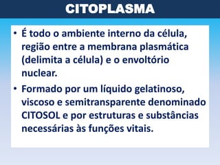 CITOPLASMA
• É todo o ambiente interno da célula,
região entre a membrana plasmática
(delimita a célula) e o envoltório
nuclear.
• Formado por um líquido gelatinoso,
viscoso e semitransparente denominado
CITOSOL e por estruturas e substâncias
necessárias às funções vitais.

 