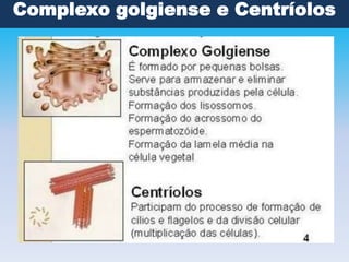 Complexo golgiense e Centríolos

 