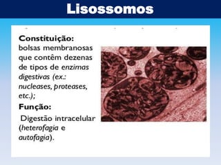 Lisossomos

 