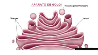 Esta Foto de Autor Desconhecido está licenciado em CC BY-SA-NC
 