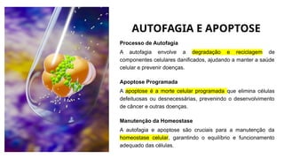 AUTOFAGIA E APOPTOSE
Processo de Autofagia
A autofagia envolve a degradação e reciclagem de
componentes celulares danificados, ajudando a manter a saúde
celular e prevenir doenças.
Apoptose Programada
A apoptose é a morte celular programada que elimina células
defeituosas ou desnecessárias, prevenindo o desenvolvimento
de câncer e outras doenças.
Manutenção da Homeostase
A autofagia e apoptose são cruciais para a manutenção da
homeostase celular, garantindo o equilíbrio e funcionamento
adequado das células.
 