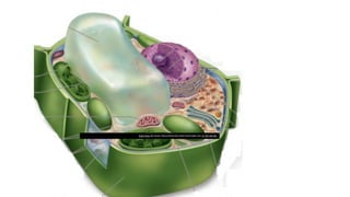 Esta Foto de Autor Desconhecido está licenciado em CC BY-SA-NC
 