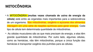 MITOCÔNDRIA
• A MITOCÔNDRIA (muitas vezes chamada de usina de energia da
célula) está entre as organelas mais importantes para a sobrevivência
de um organismo. Nas mitocôndrias, oxigênio e açúcares dos alimentos
interagem em uma série de reações químicas para gerar energia. Cada
tipo de célula tem determinada quantidade de mitocôndrias.
• As células musculares são as que mais precisam de energia, e elas têm
grande quantidade de mitocôndrias. Por outro lado, algumas células,
como as hemácias, não têm mitocôndrias, porque a única função das
hemácias é transportar oxigênio dos pulmões para as células.
 