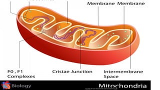 Esta Foto de Autor Desconhecido está licenciado em CC BY
 