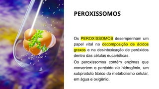 PEROXISSOMOS
Os PEROXISSOMOS desempenham um
papel vital na decomposição de ácidos
graxos e na desintoxicação de peróxidos
dentro das células eucarióticas.
Os peroxissomos contêm enzimas que
convertem o peróxido de hidrogênio, um
subproduto tóxico do metabolismo celular,
em água e oxigênio.
 