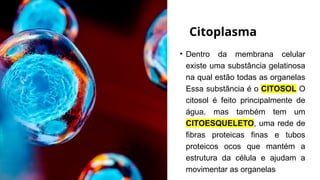 Citoplasma
• Dentro da membrana celular
existe uma substância gelatinosa
na qual estão todas as organelas
Essa substância é o CITOSOL O
citosol é feito principalmente de
água. mas também tem um
CITOESQUELETO, uma rede de
fibras proteicas finas e tubos
proteicos ocos que mantém a
estrutura da célula e ajudam a
movimentar as organelas
 