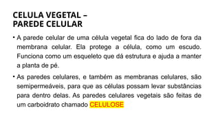 CELULA VEGETAL –
PAREDE CELULAR
• A parede celular de uma célula vegetal fica do lado de fora da
membrana celular. Ela protege a célula, como um escudo.
Funciona como um esqueleto que dá estrutura e ajuda a manter
a planta de pé.
• As paredes celulares, e também as membranas celulares, são
semipermeáveis, para que as células possam levar substâncias
para dentro delas. As paredes celulares vegetais são feitas de
um carboidrato chamado CELULOSE
 