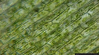 Esta Foto de Autor Desconhecido está licenciado em CC BY-SA-NC
 