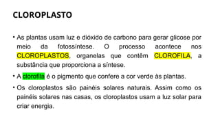 CLOROPLASTO
• As plantas usam luz e dióxido de carbono para gerar glicose por
meio da fotossíntese. O processo acontece nos
CLOROPLASTOS, organelas que contêm CLOROFILA, a
substância que proporciona a síntese.
• A clorofila é o pigmento que confere a cor verde às plantas.
• Os cloroplastos são painéis solares naturais. Assim como os
painéis solares nas casas, os cloroplastos usam a luz solar para
criar energia.
 