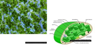 Esta Foto de Autor Desconhecido está licenciado em CC BY-SA
Esta Foto de Autor Desconhecido está licenciado em CC BY-SA
 