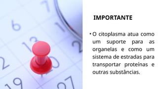 IMPORTANTE
• O citoplasma atua como
um suporte para as
organelas e como um
sistema de estradas para
transportar proteínas e
outras substâncias.
 