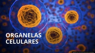 ORGANELAS
CELULARES
Esta Foto de Autor Desconhecido está licenciado em CC BY-SA-NC
 