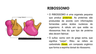 RIBOSSOMO
• O RIBOSSOMO é uma organela pequena
que produz proteínas. As proteínas são
produzidas de acordo com informações
fornecidas pelos ácidos nucleicos do
organismo. A célula em que estão os
ribossomos lhes diz que tipo de proteína
eles devem fabricar.
• O sufixo -somo vem do grego soma, que
significa "corpo". Ribo- se refere ao
carboidrato ribose, um composto orgânico
que forma a espinha dorsal do ribossomo.
Esta Foto de Autor Desconhecido está licenciado em CC BY-SA-NC
 