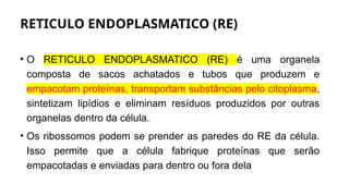 RETICULO ENDOPLASMATICO (RE)
• O RETICULO ENDOPLASMATICO (RE) é uma organela
composta de sacos achatados e tubos que produzem e
empacotam proteínas, transportam substâncias pelo citoplasma,
sintetizam lipídios e eliminam resíduos produzidos por outras
organelas dentro da célula.
• Os ribossomos podem se prender as paredes do RE da célula.
Isso permite que a célula fabrique proteínas que serão
empacotadas e enviadas para dentro ou fora dela
 