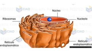 Esta Foto de Autor Desconhecido está licenciado em CC BY-SA-NC
 