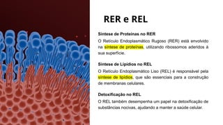 RER e REL
Síntese de Proteínas no RER
O Retículo Endoplasmático Rugoso (RER) está envolvido
na síntese de proteínas, utilizando ribossomos aderidos à
sua superfície.
Síntese de Lipídios no REL
O Retículo Endoplasmático Liso (REL) é responsável pela
síntese de lipídios, que são essenciais para a construção
de membranas celulares.
Detoxificação no REL
O REL também desempenha um papel na detoxificação de
substâncias nocivas, ajudando a manter a saúde celular.
 