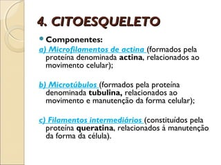 4. CITOESQUELETO
Componentes:
a) Microfilamentos de actina (formados pela
  proteína denominada actina, relacionados ao
  movimento celular);

b) Microtúbulos (formados pela proteína
  denominada tubulina, relacionados ao
  movimento e manutenção da forma celular);

c) Filamentos intermediários (constituídos pela
  proteína queratina, relacionados à manutenção
  da forma da célula).
 